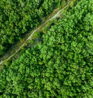 Aerial top view of green forest and forest trail. Drone view of green trees captures CO2. Green trees background for carbon neutrality and net zero emissions concept. Sustainable green environment.